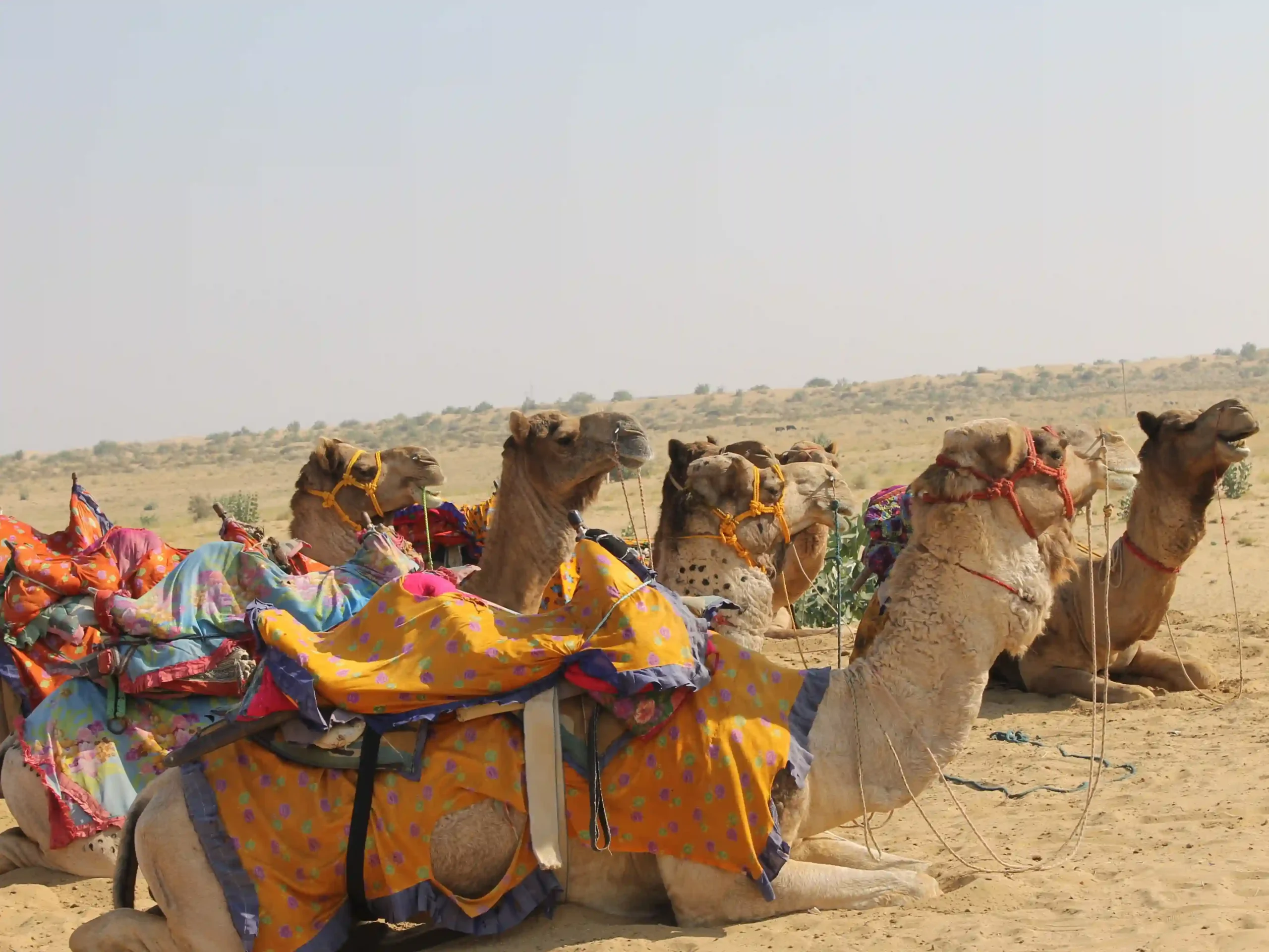 Camel safari in the Thar Desert near Bhavya Resort Jaisalmer